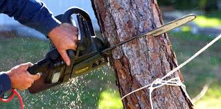 Trusted Mount Vernon, VA Tree Services Experts