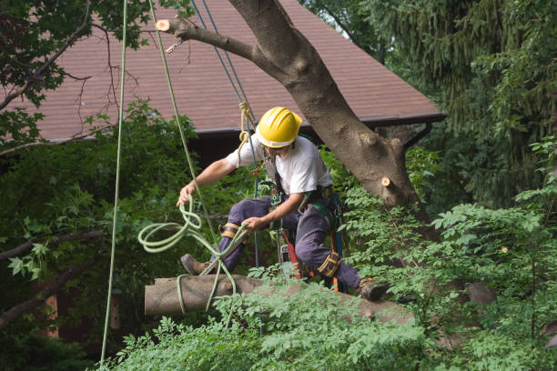 Best Leaf Removal  in Mount Vernon, VA