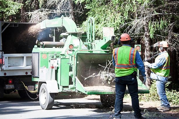 Best Fruit Tree Pruning  in Mount Vernon, VA